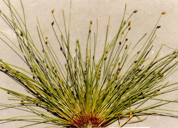 Scirpus cernuus Vahl